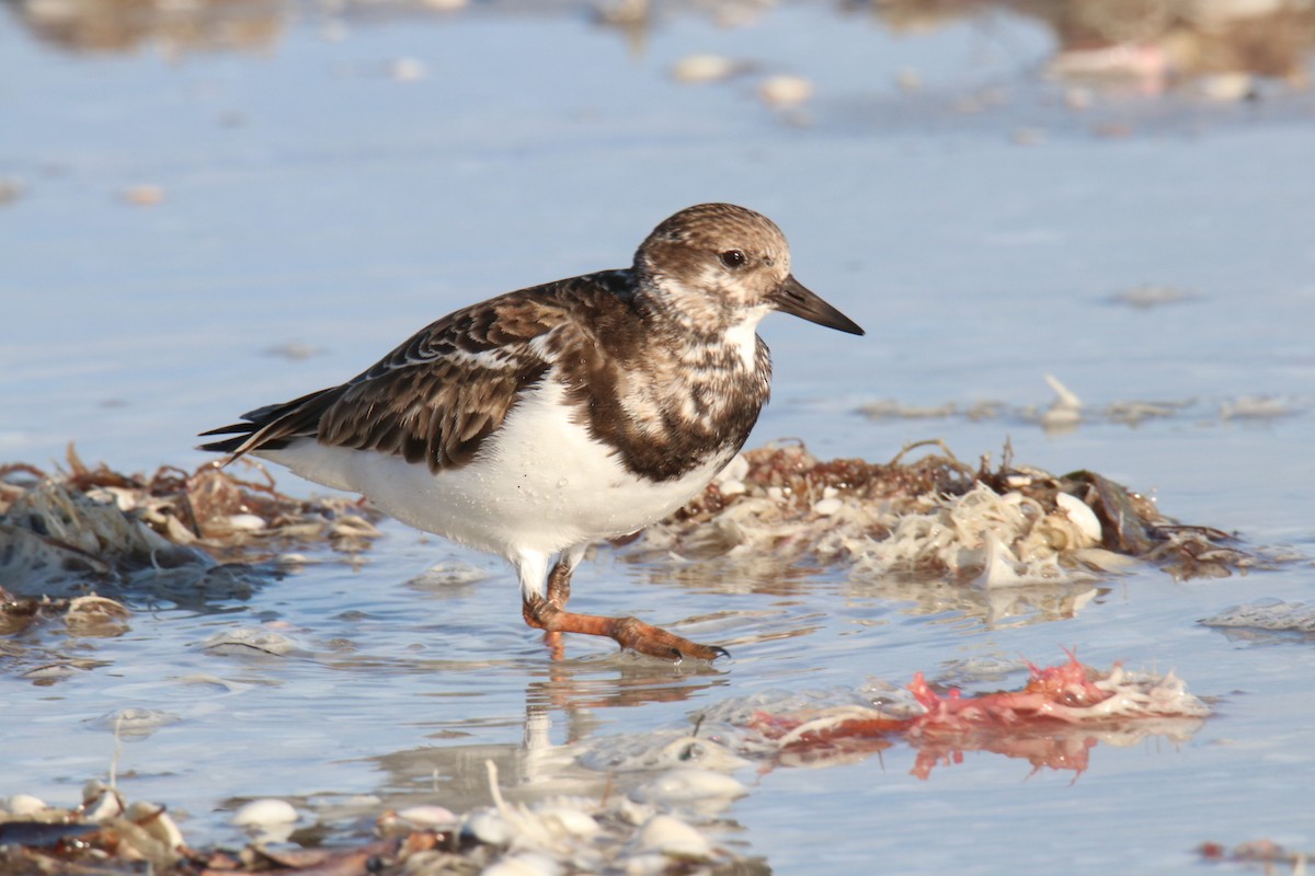 Ruddy Turnstone - Ethan Green