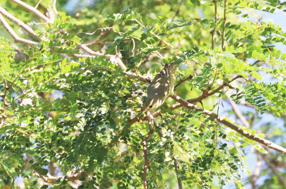 Yellow Warbler - ML197003661