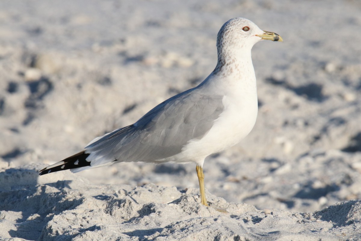 Ring-billed Gull - Rosie Green