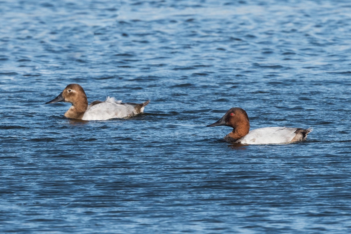 Canvasback - Melissa James