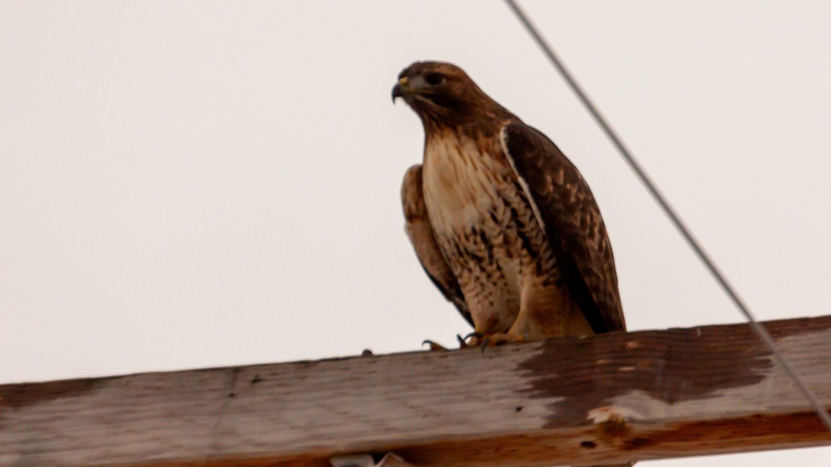 Red-tailed Hawk - ML197005021