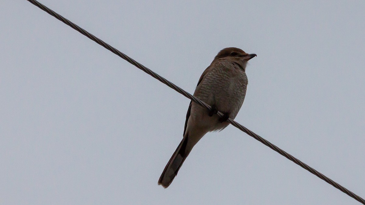 Northern Shrike - ML197005321