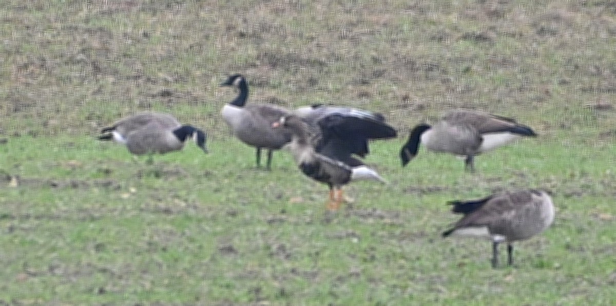 Greater White-fronted Goose - ML197009221