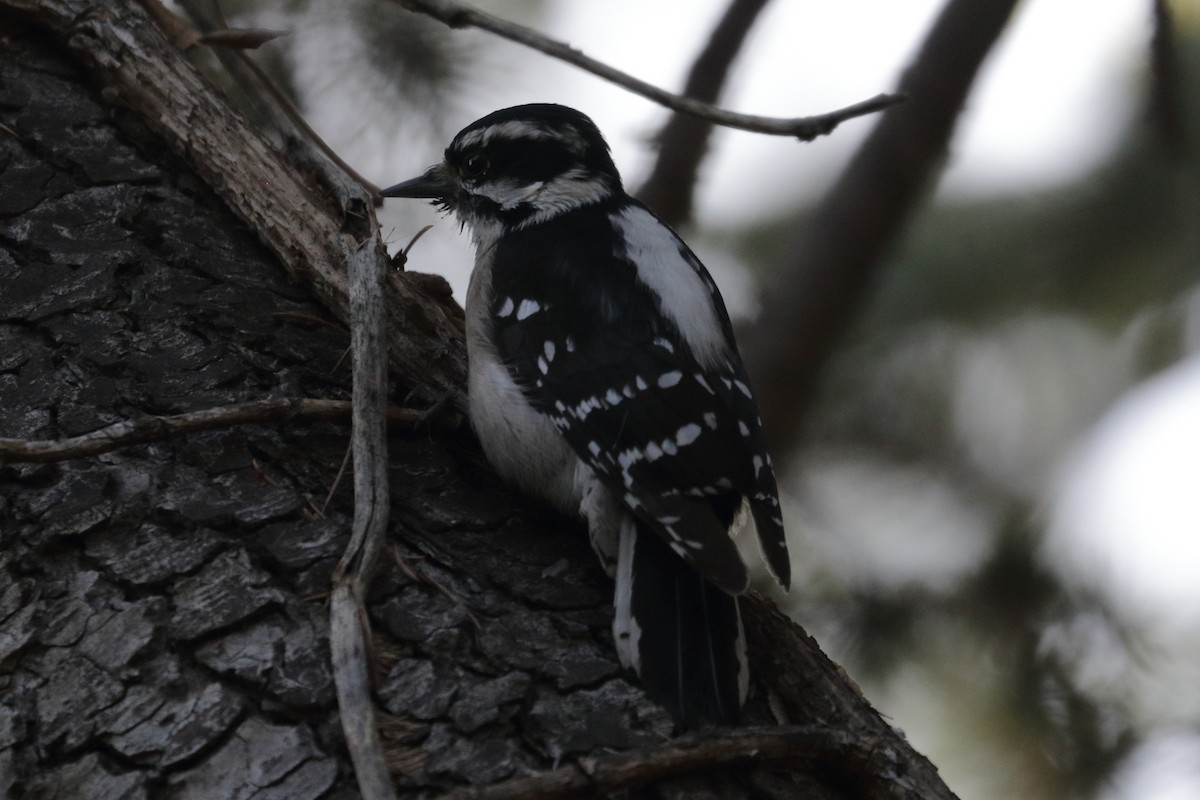 Hairy Woodpecker - Jeffrey Fenwick