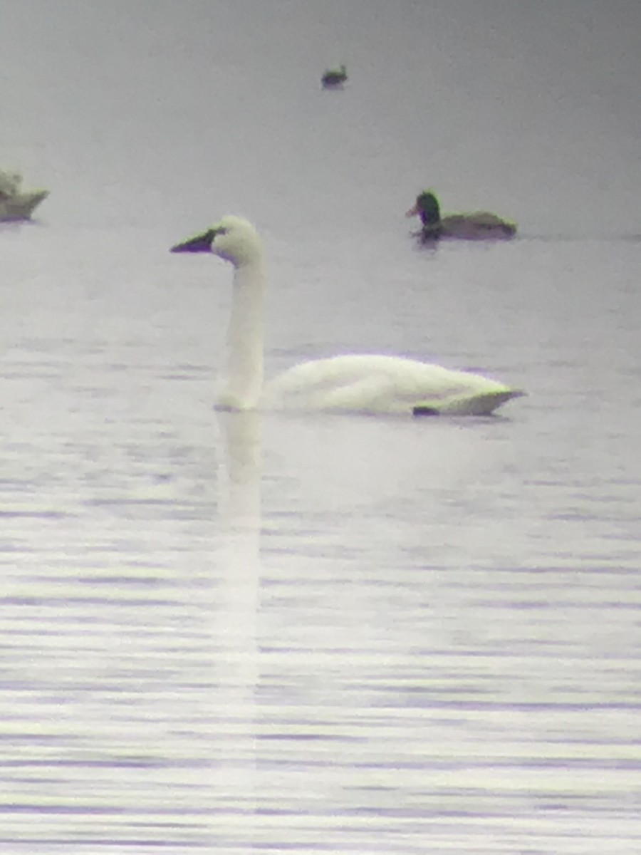 Cigno minore - ML197013011