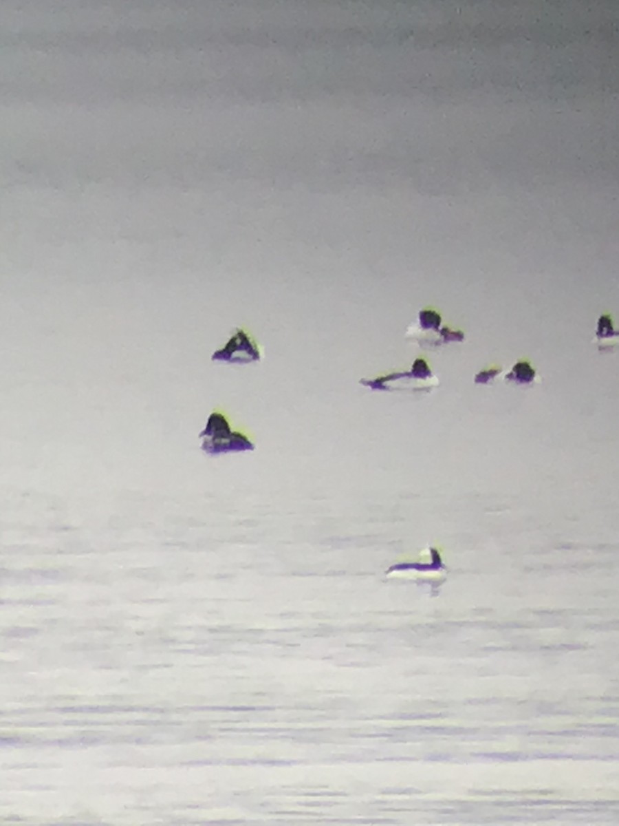 Bufflehead - ML197013111
