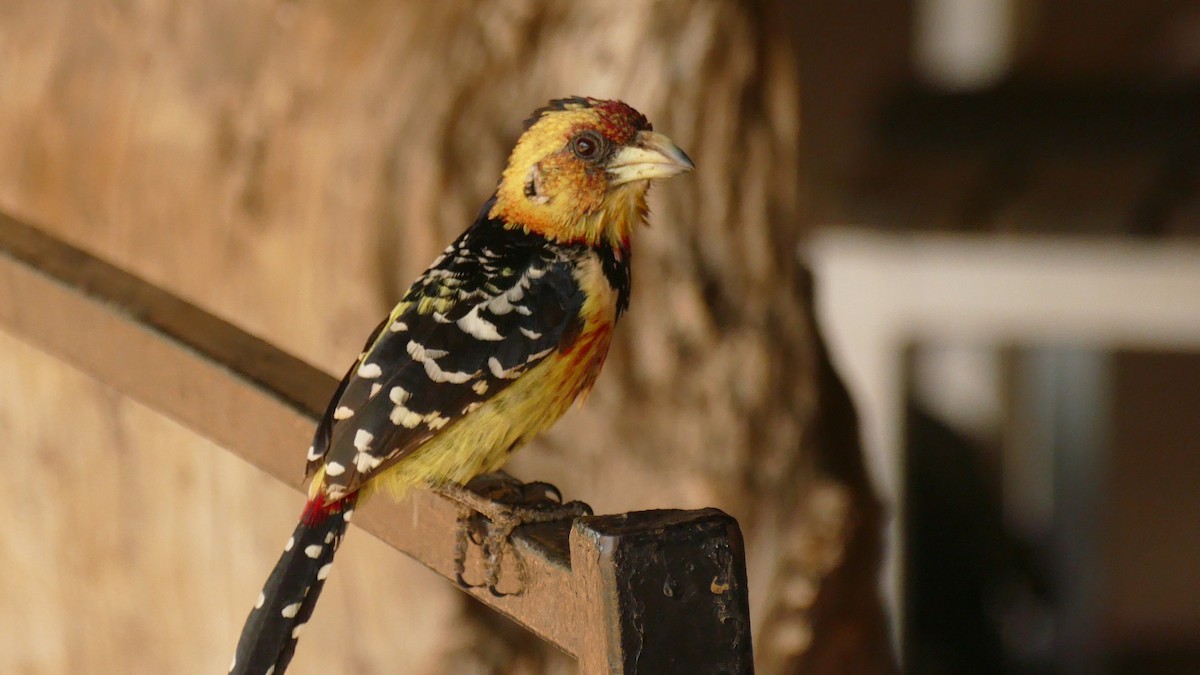 Crested Barbet - ML197013401