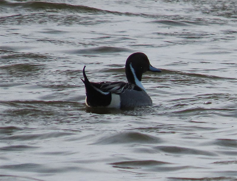 Northern Pintail - ML197013671