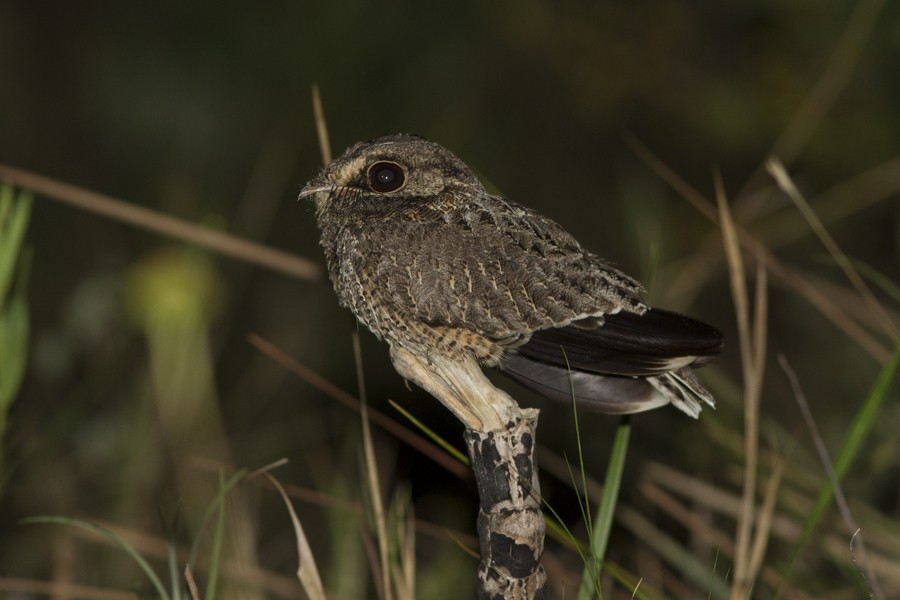 Sickle-winged Nightjar - ML197014281