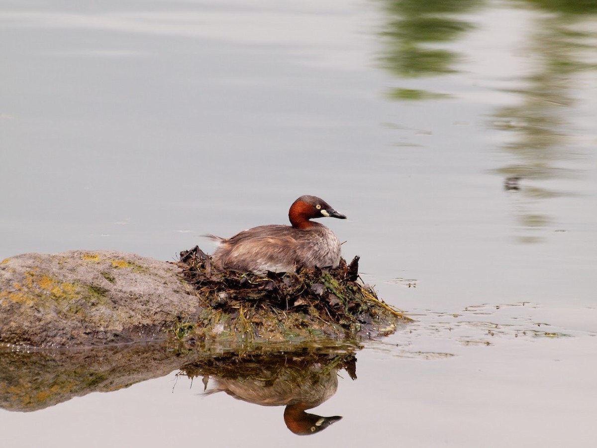 Little Grebe - ML197014351