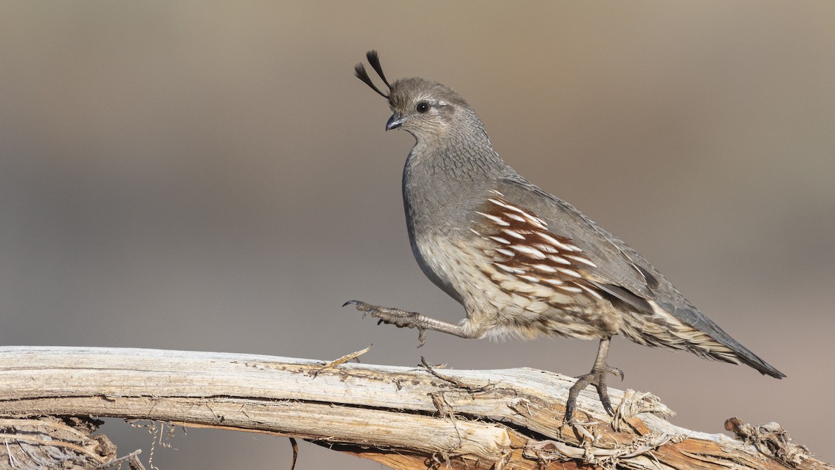 Gambel's Quail - Bryan Calk