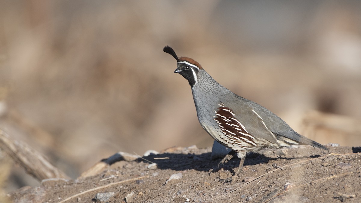 Gambel's Quail - ML197015341
