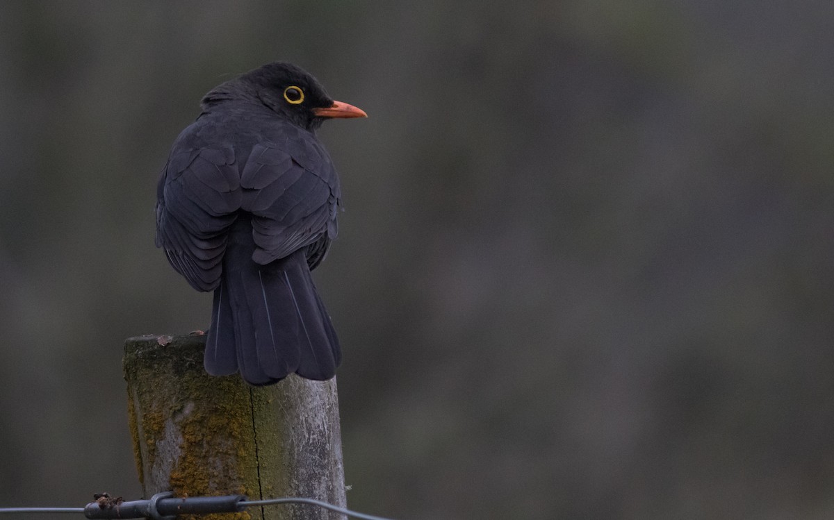 Great Thrush - Joachim Bertrands