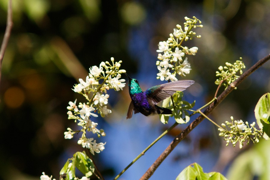 kolibřík nymfový - ML197016721