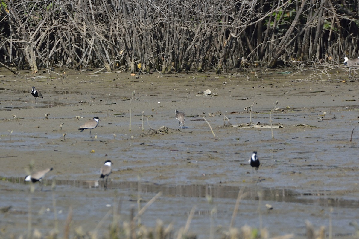 Black-bellied Plover - ML197017371