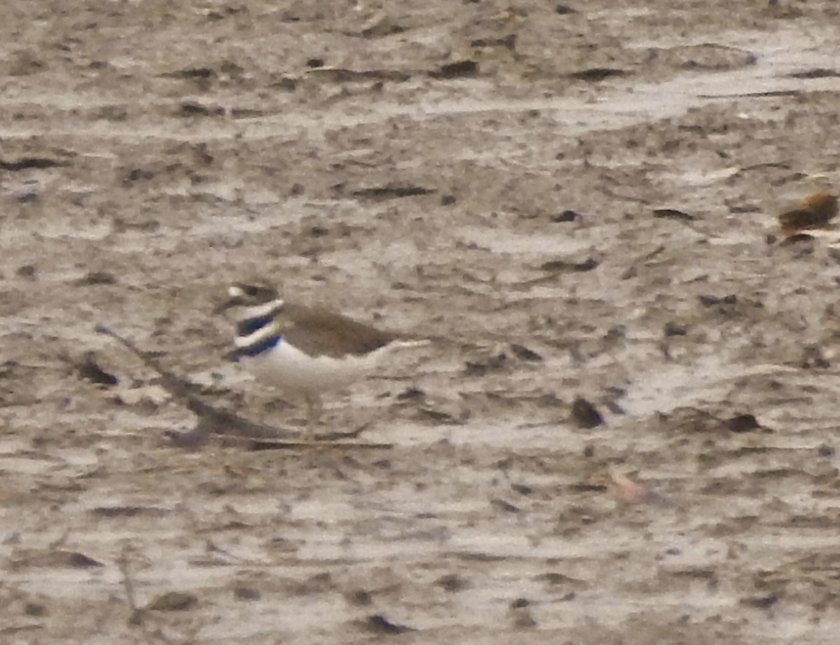 Killdeer - ML197017621