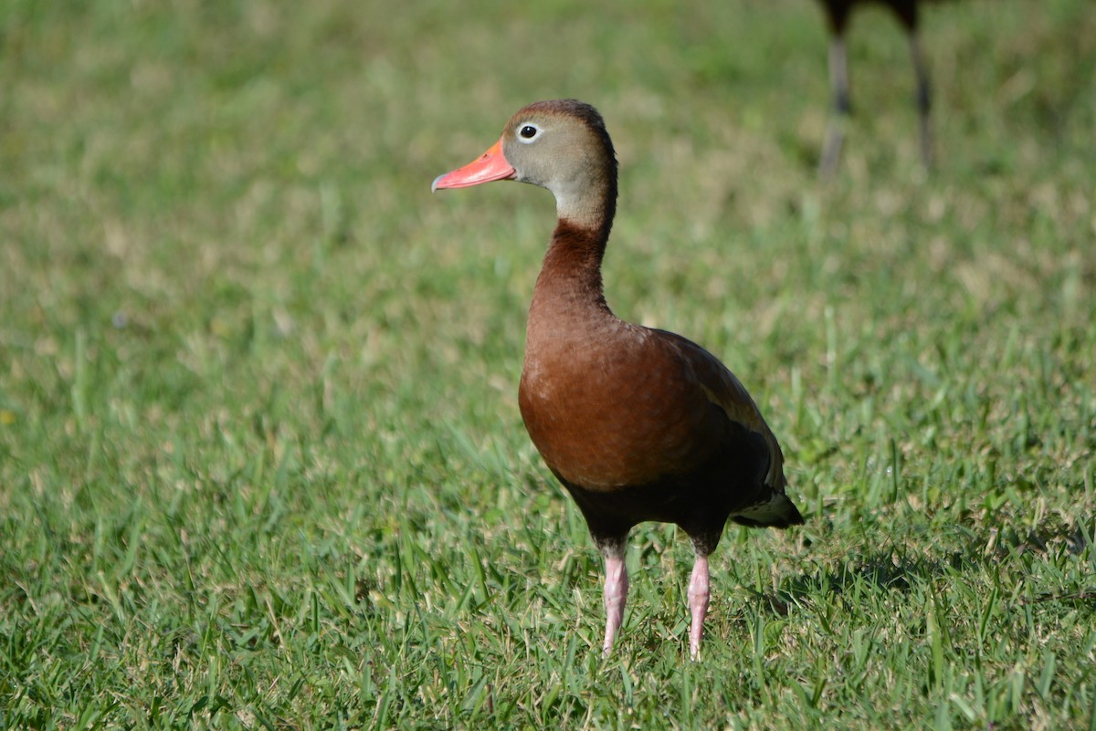 Black-bellied Whistling-Duck - Steve Mierzykowski