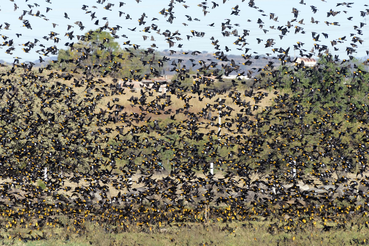 Yellow-headed Blackbird - ML197024081