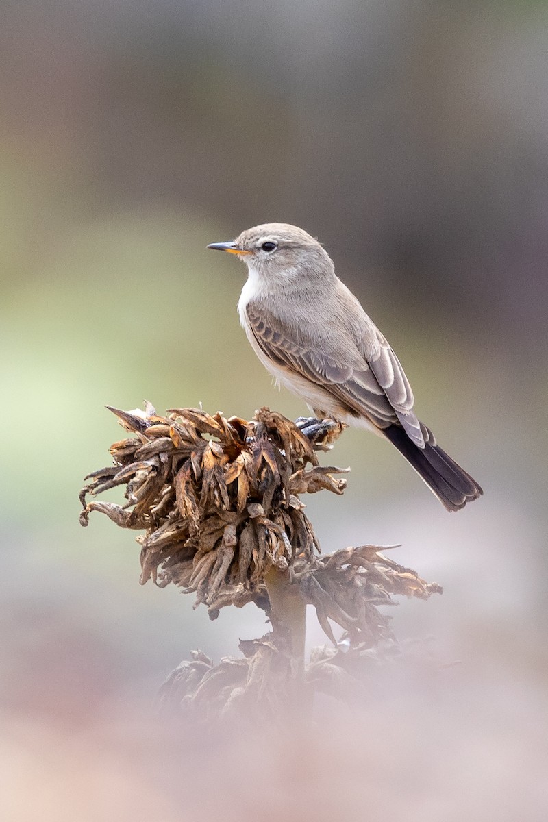 Spot-billed Ground-Tyrant - ML197024341