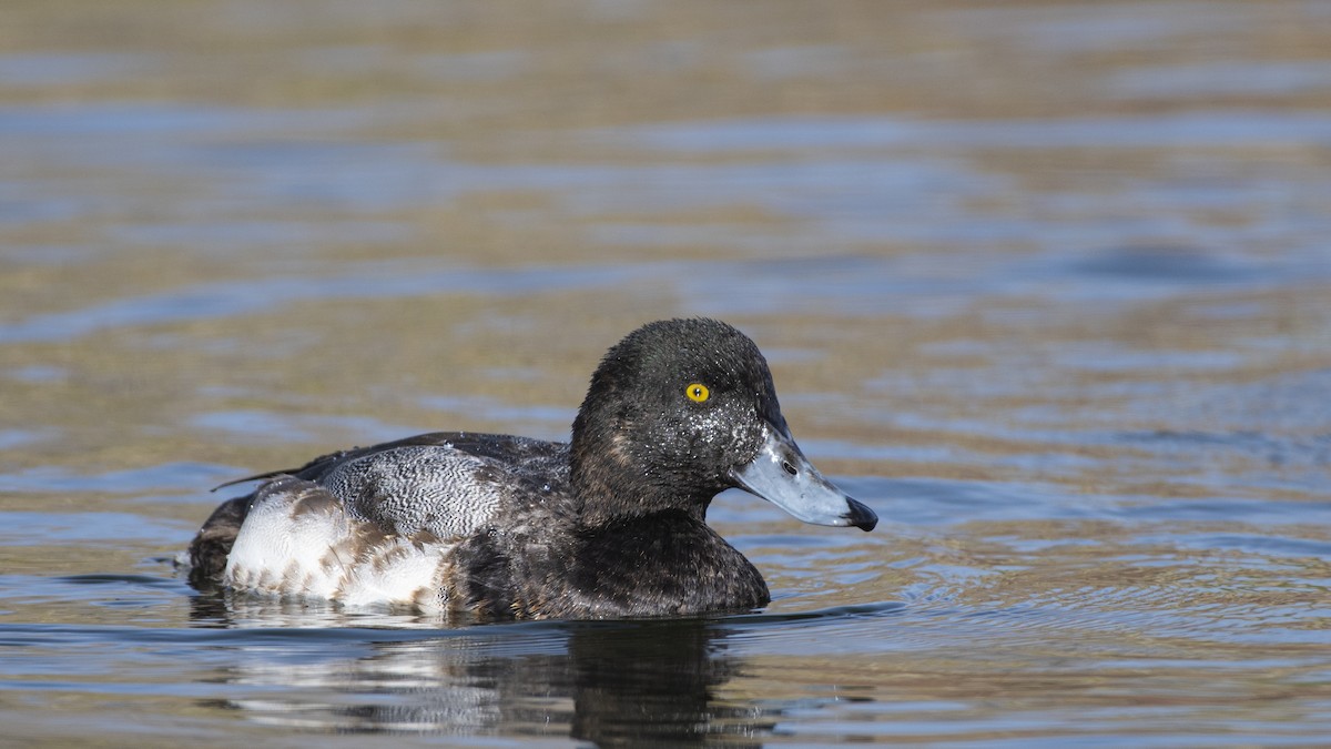 Greater Scaup - Bryan Calk