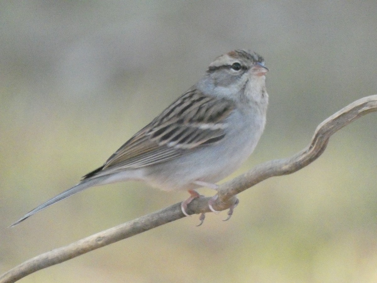 Chipping Sparrow - ML197025411