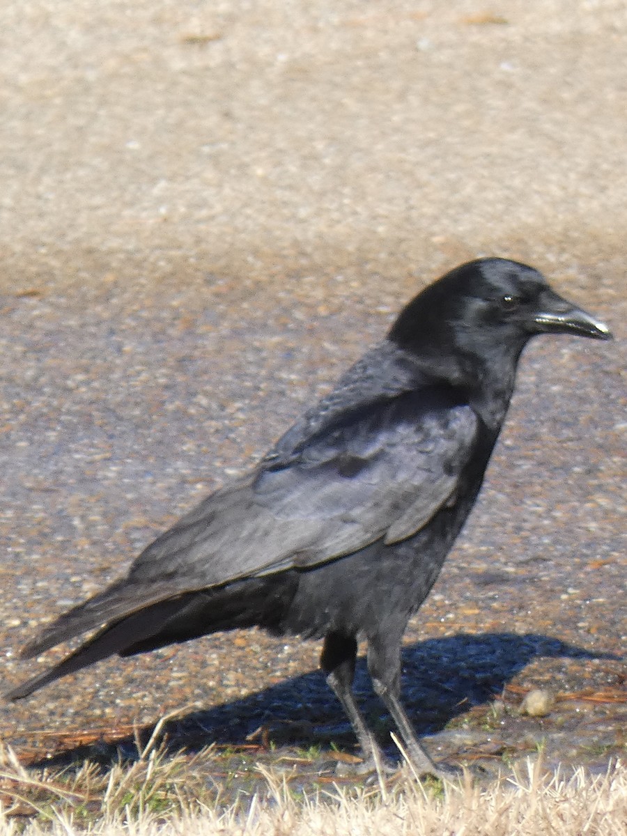 Fish Crow - ML197027341