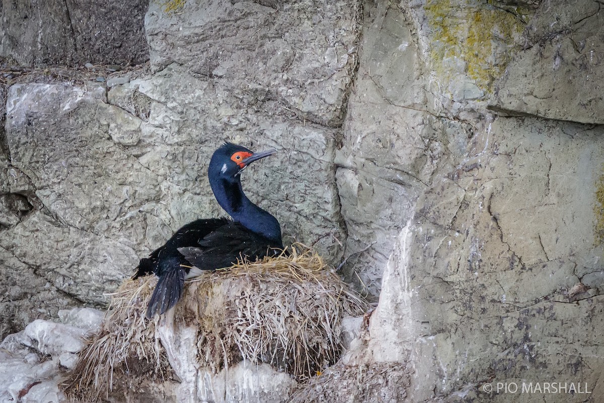 Magellanic Cormorant - Pio Marshall