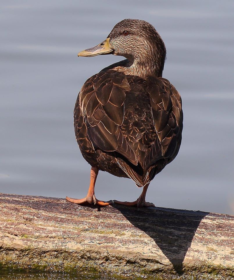 American Black Duck - ML197027661