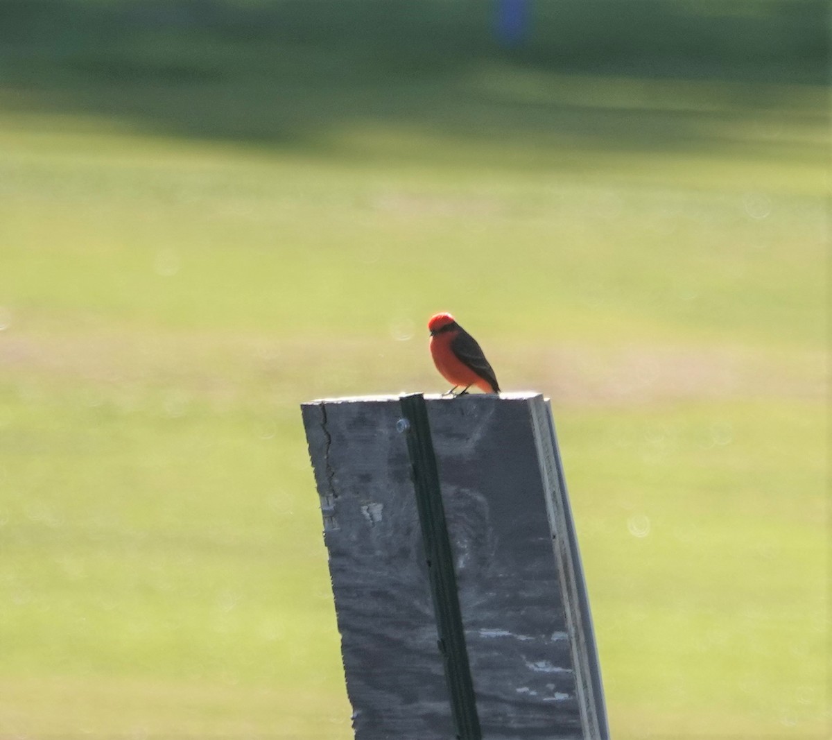 Vermilion Flycatcher - ML197029801