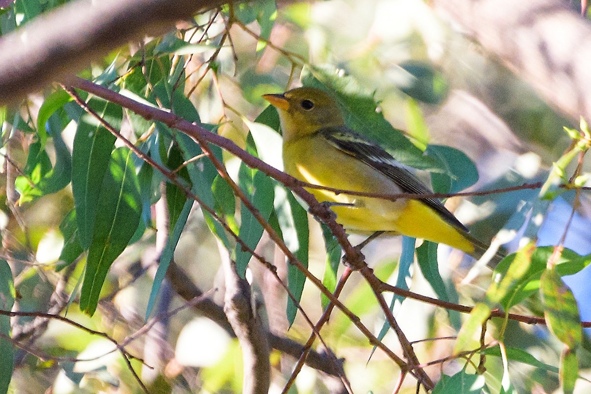 Western Tanager - ML197030421