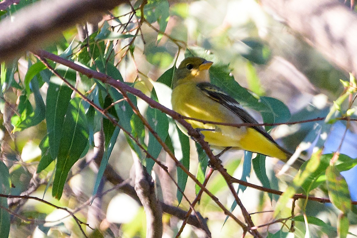 Western Tanager - ML197030431