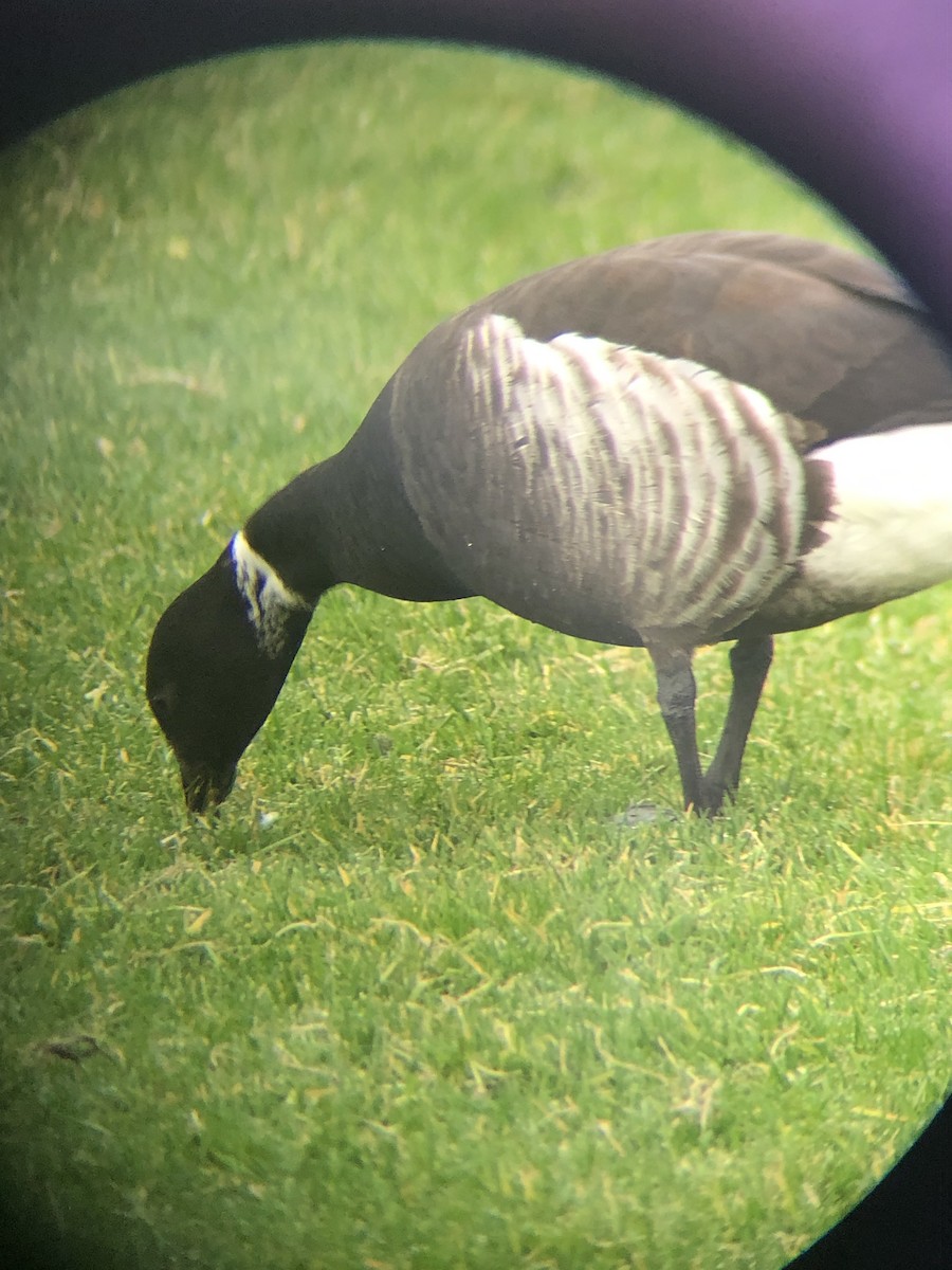 Bernache cravant (nigricans) - ML197031061