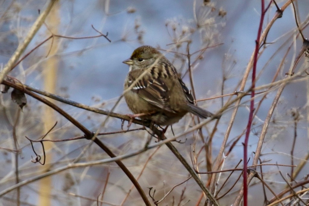 Golden-crowned Sparrow - ML197032781