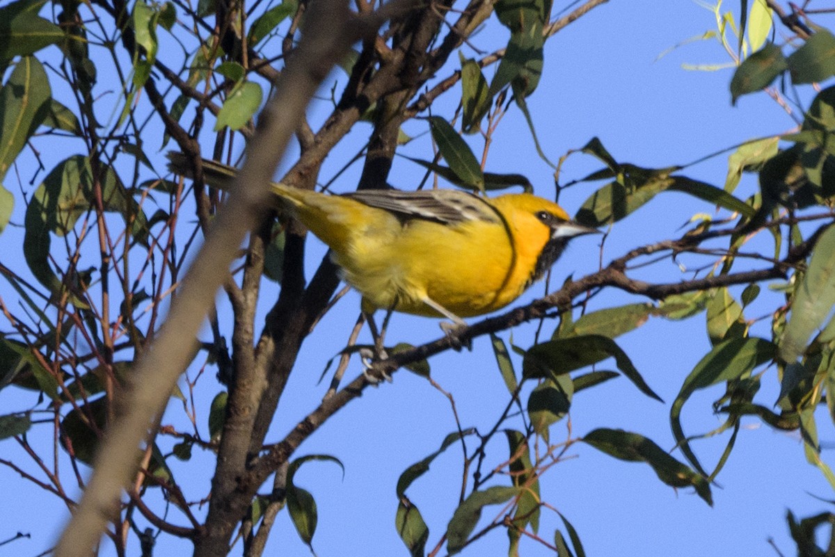 Streak-backed Oriole - ML197034261