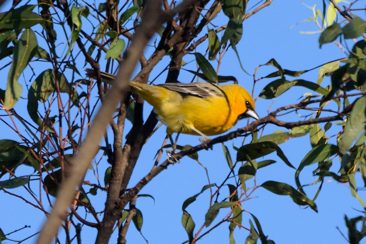 Streak-backed Oriole - ML197034271