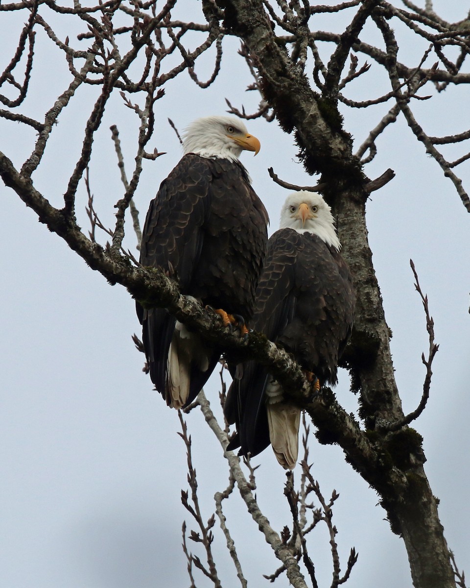 Bald Eagle - ML197034721