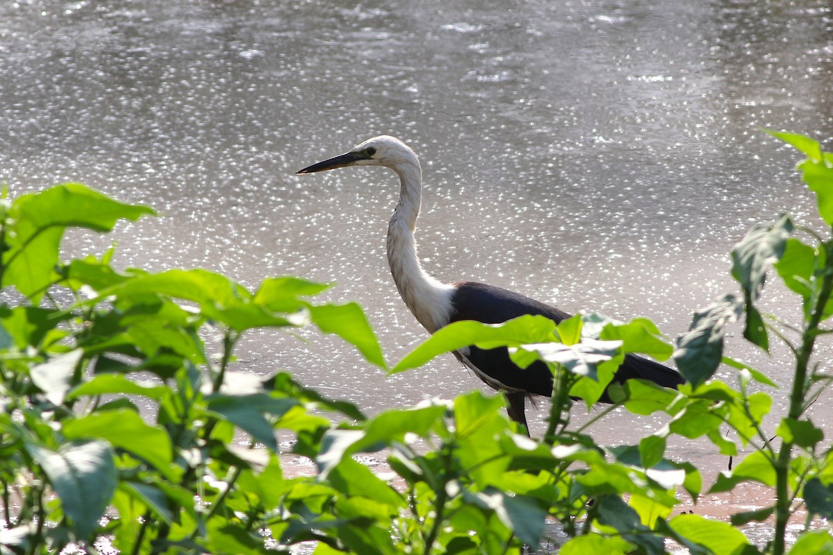 Pacific Heron - ML197035231