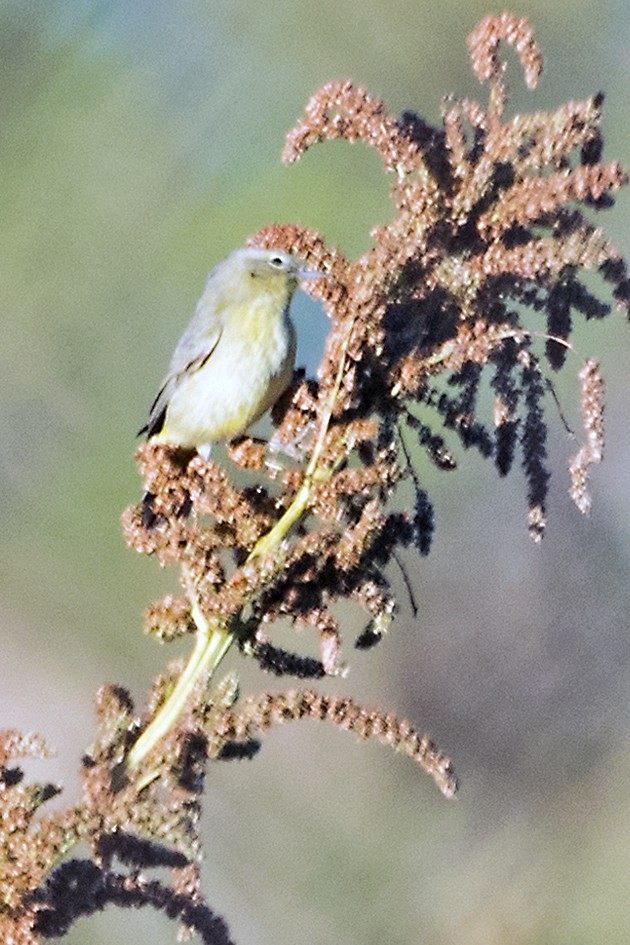 Orange-crowned Warbler - ML197035741