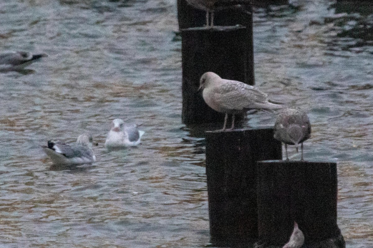 Iceland Gull - Joshua Malbin