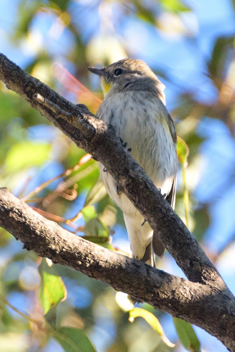 Yellow-rumped Warbler - ML197037241