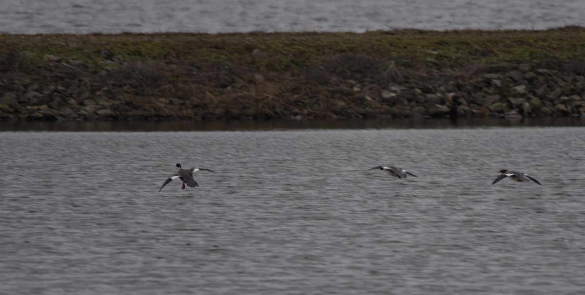 Common Merganser (North American) - ML197037601