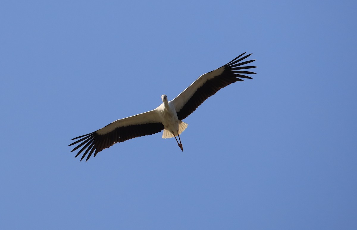 Oriental Stork - ML197038621