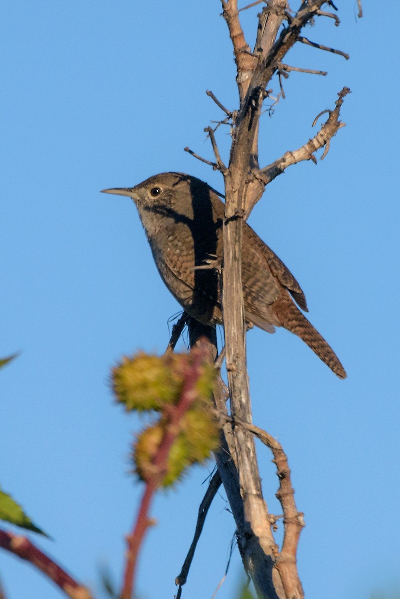 Northern House Wren - ML197039351