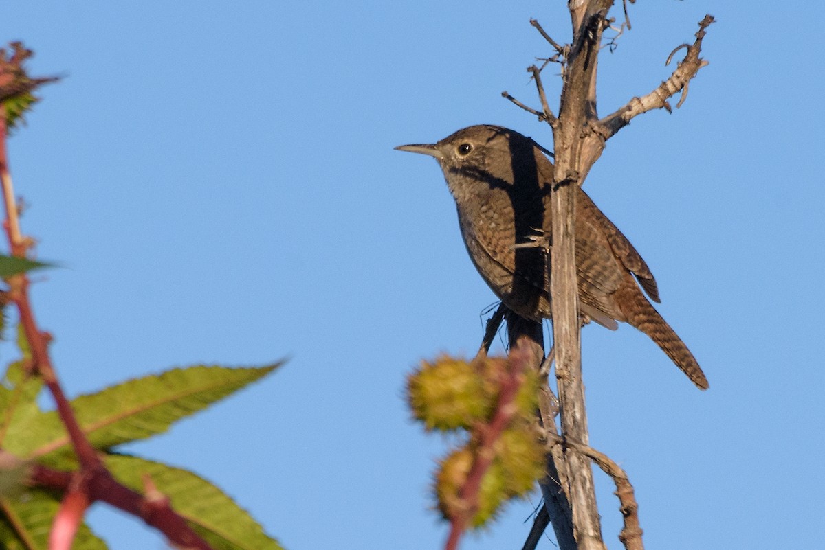 Northern House Wren - ML197039361