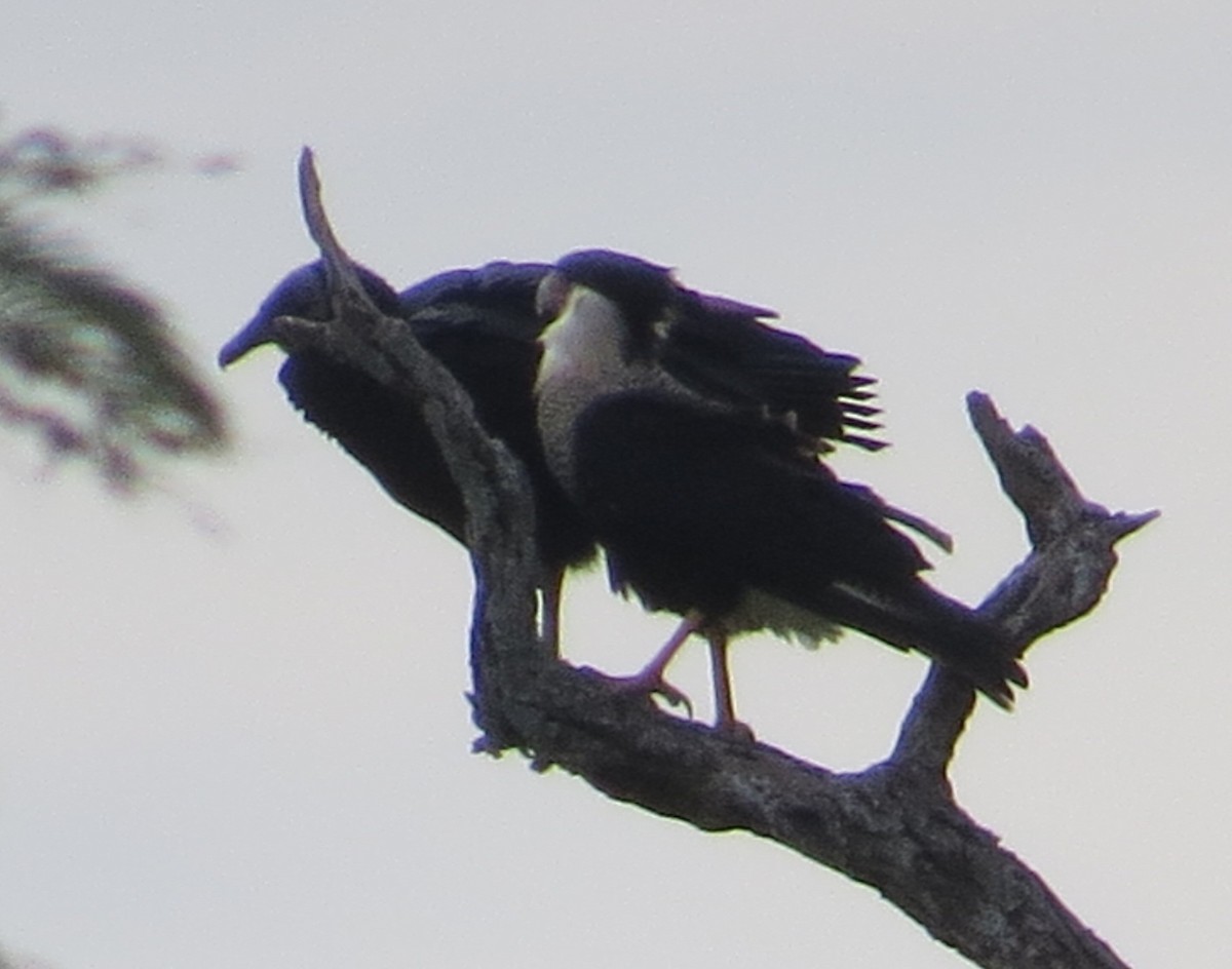 Crested Caracara (Northern) - ML197039631