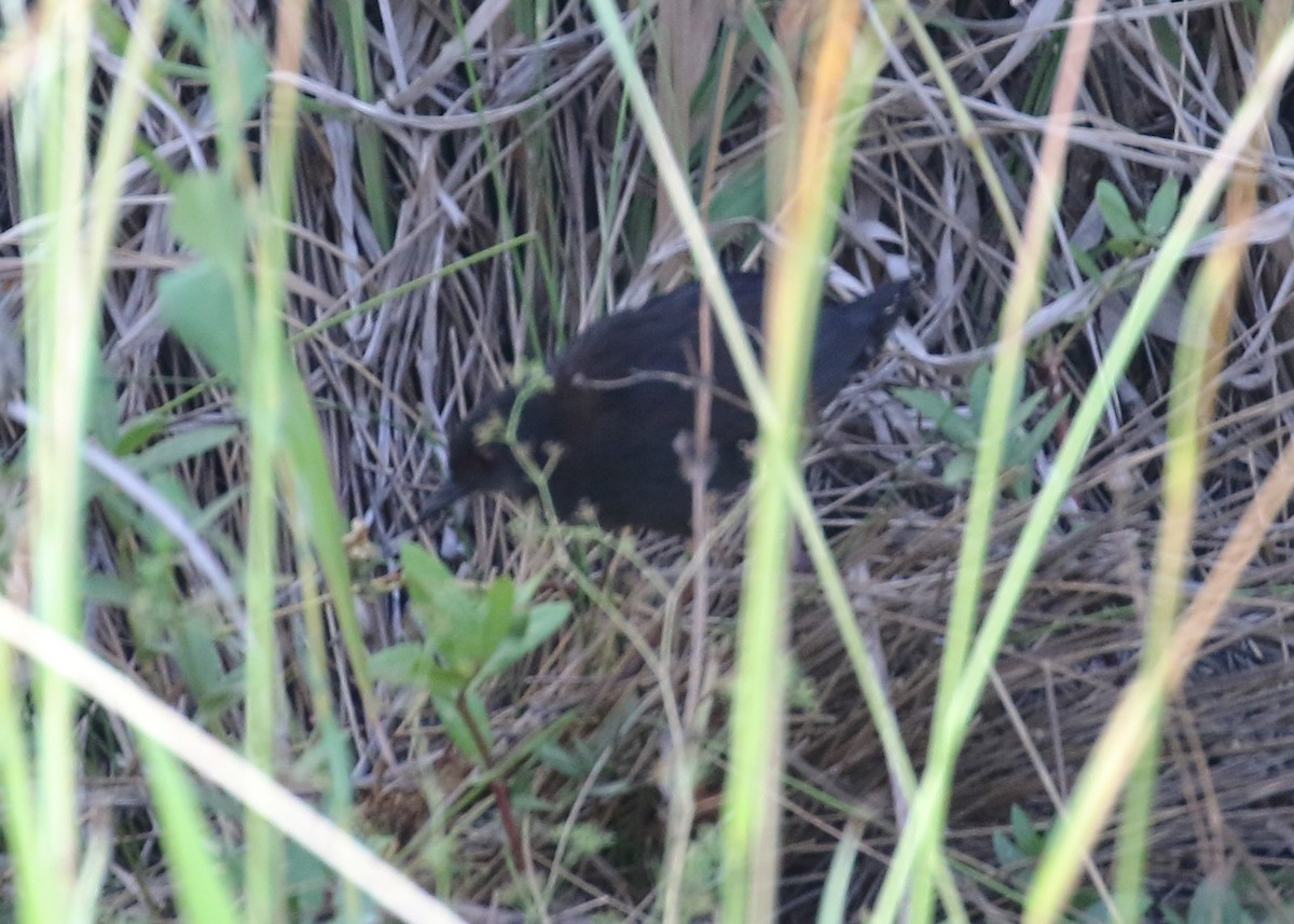 Spotless Crake - ML197040411