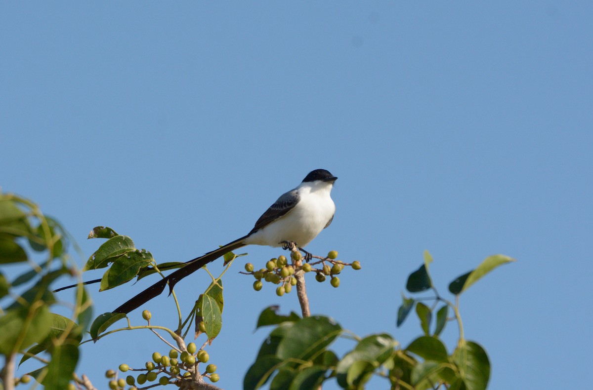 Fork-tailed Flycatcher (monachus) - ML197041081