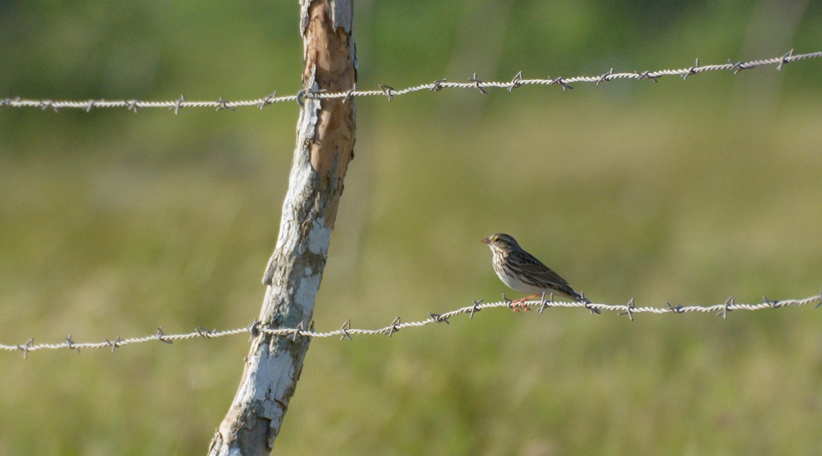 Savannah Sparrow - ML197041601