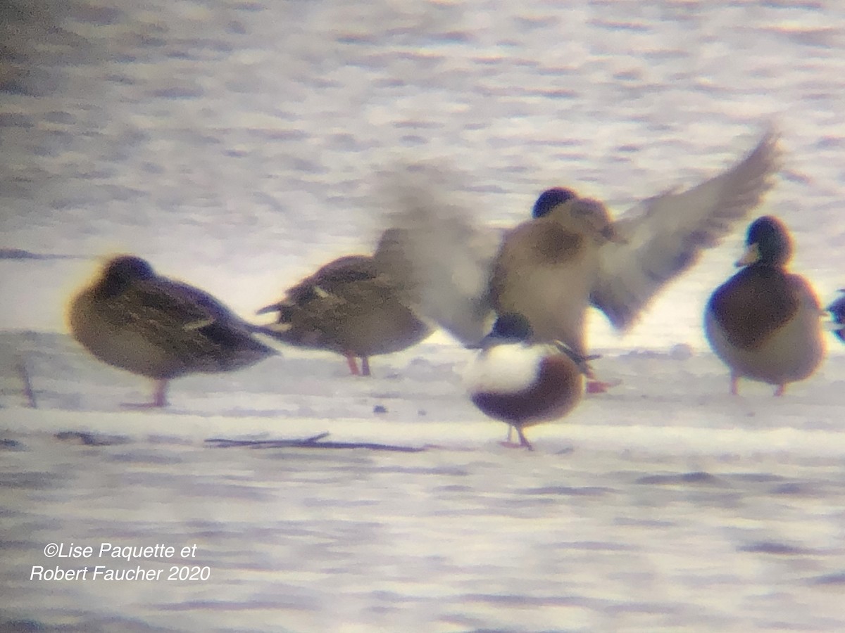 Northern Shoveler - ML197042231