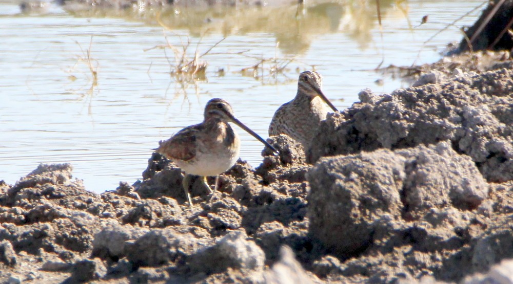 Wilson's Snipe - ML197043331